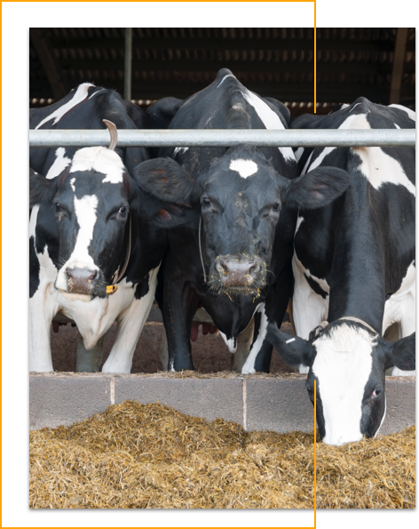 vacas_betamel