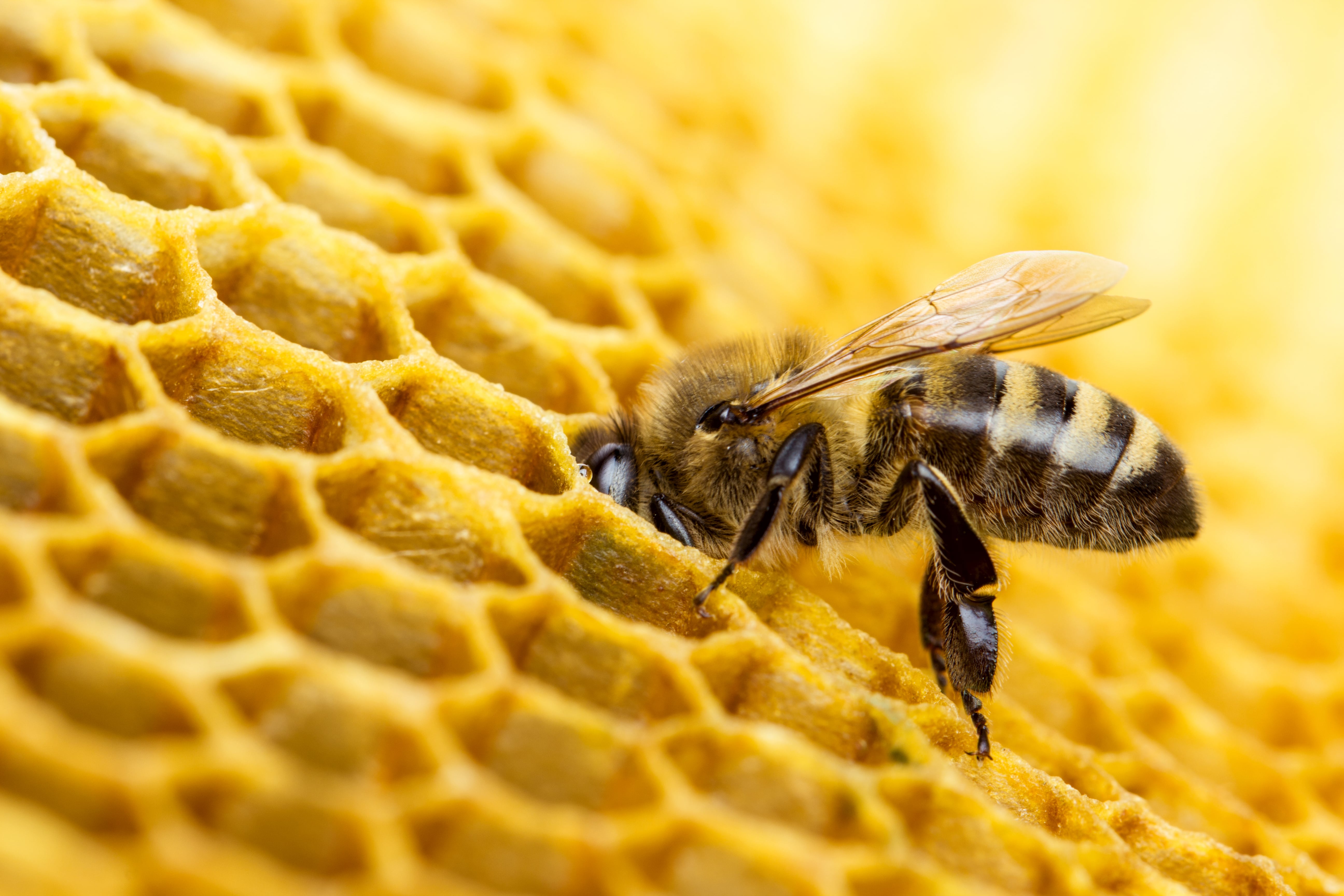 Apibet, el alimento perfecto para las abejas - Betalia