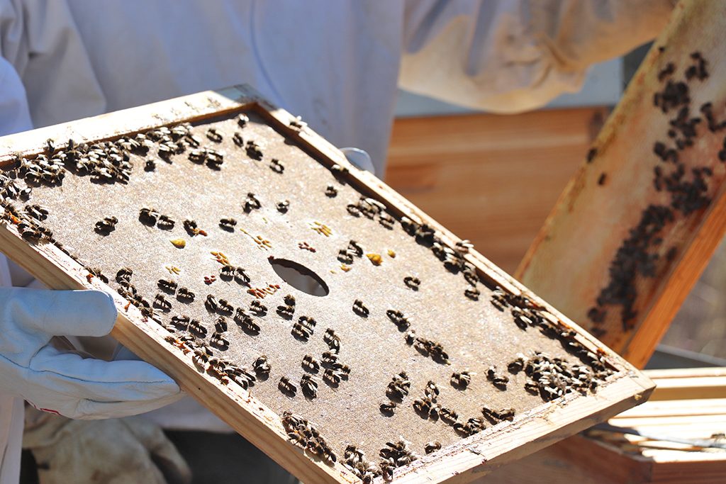 Apibet favorece el estímulo y el desarrollo de las abejas en